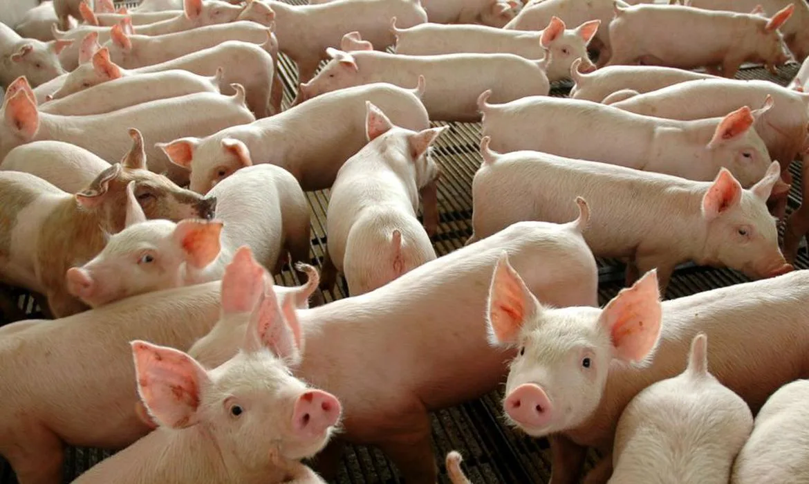 URGENTE: cientistas descobrem vírus em porcos com potencial para nova pandemia