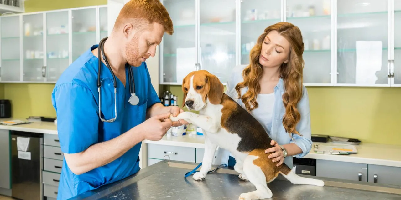 Primeira clínica veterinária pública de Fortaleza deve ser entregue em setembro