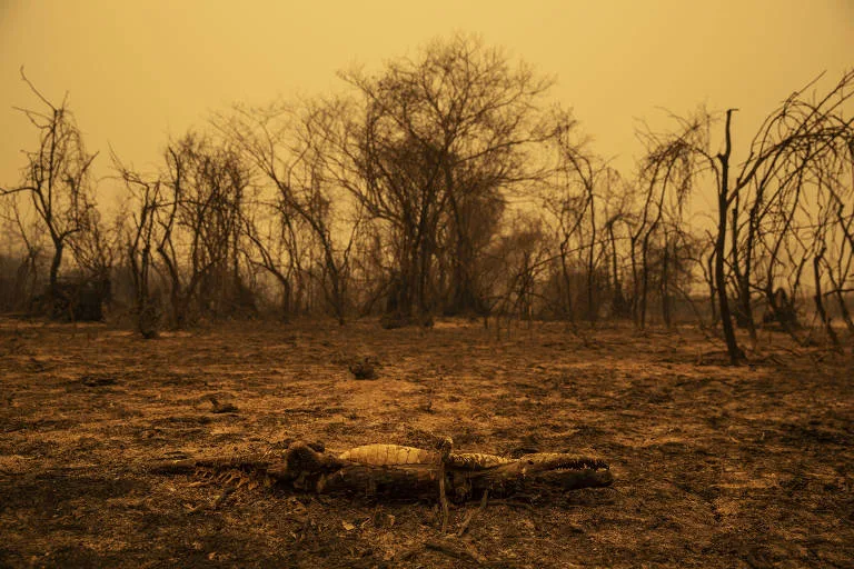 Incêndio no Pantanal ameaça experiência bem-sucedida de conservação de onças via turismo