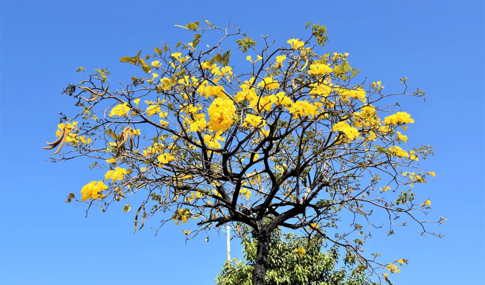 Ipê-Amarelo é definido como novo símbolo de Fortaleza