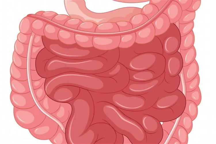 Qual a relação entre intestino e doenças auto-imunes?