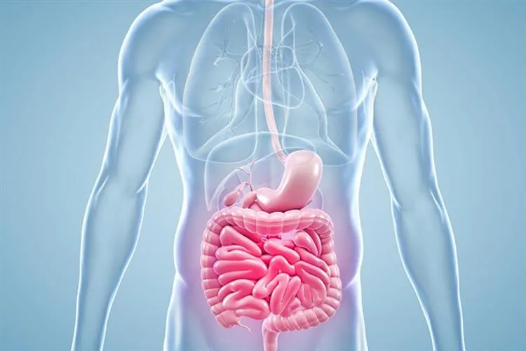 Tudo começa no intestino