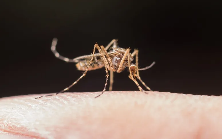 CE registra aumento de 153% casos de dengue, chikungunya e zika vírus em 2022