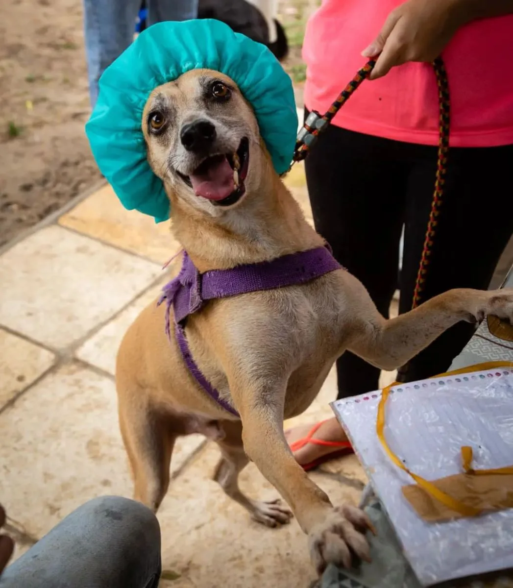 North Shopping Jóquei e Via Sul promovem adoção de animais neste sábado