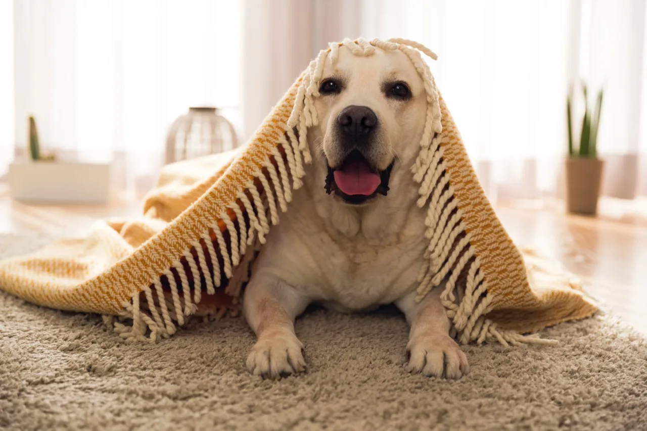 Vale a Pena ter Plano de Saúde para seu Cachorro?
