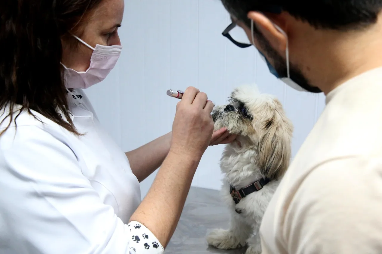 VetMóvel realiza consultas veterinárias e castração no bairro Sapiranga