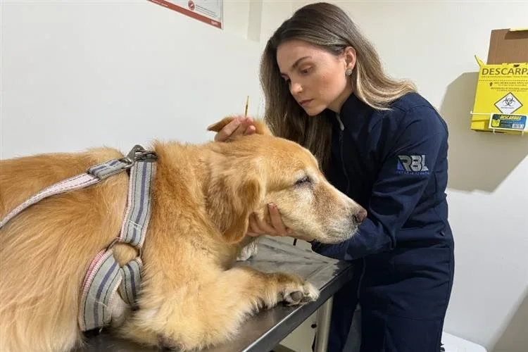 "Dermatite atópica: saiba como a doença afeta a saúde do seu cão", por Fernanda Leite