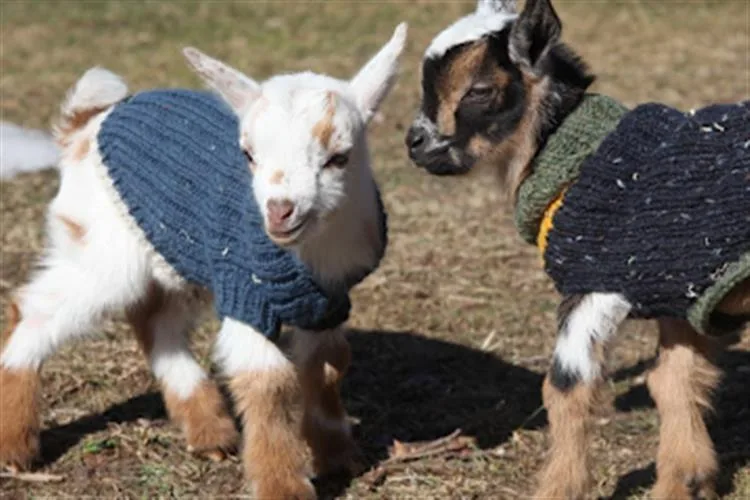 Como mini cabras estão sendo usadas como animais de suporte emocional