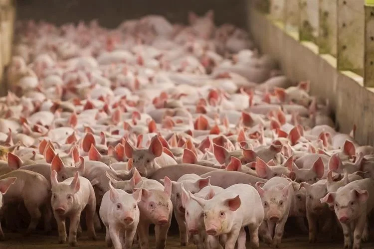 Chile confirma que importará carne suína brasileira