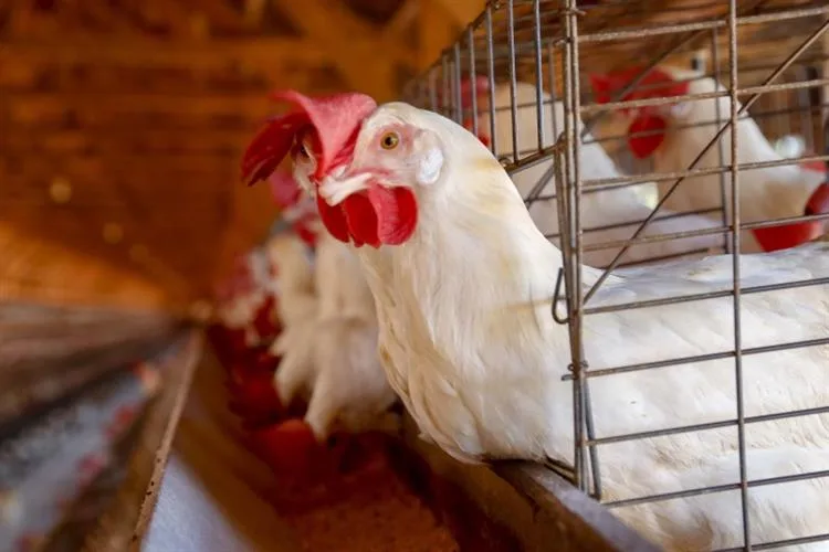 China suspende compra de frango brasileiro após confirmação de gripe aviária no Rio Grande do Sul