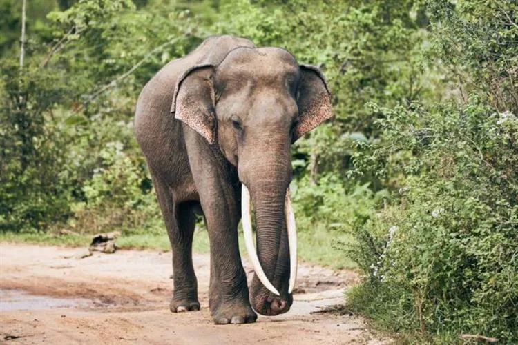 Turista invade floresta para tirar selfie e é perseguido por elefante na Índia