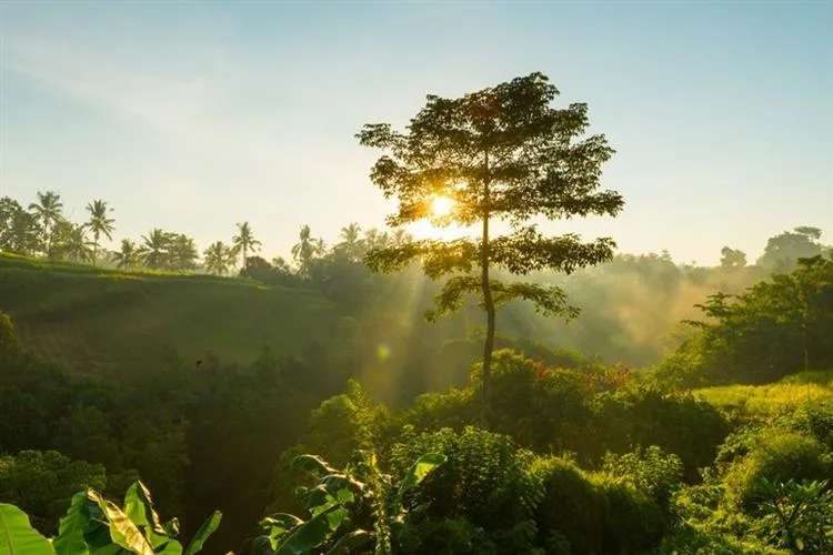 Biodiversidade preservada: um futuro consciente
