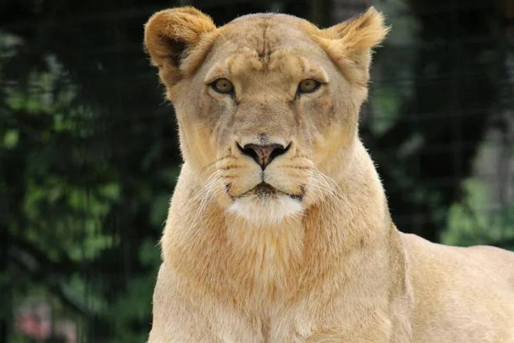 Zoológico toma decisão radical sobre leoa que matou homem em João Pessoa