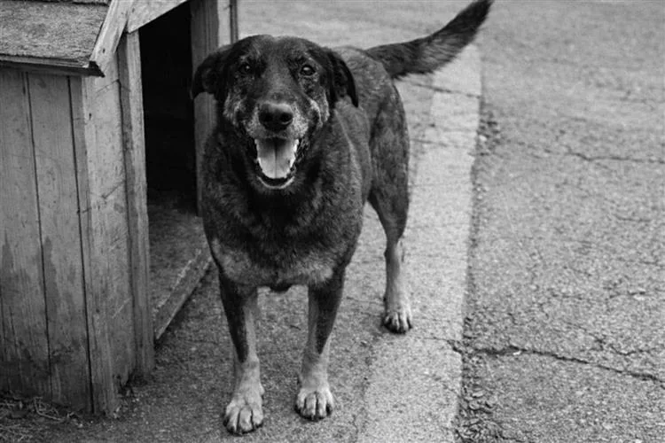 Tristeza e revolta em todo o Brasil com o assassinato do cachorro Orelha