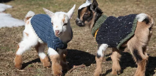 Como mini cabras estão sendo usadas como animais de suporte emocional