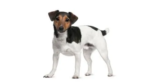 Cachorros Raros Encontrados No Brasil