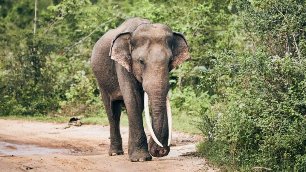 Turista invade floresta para tirar selfie e é perseguido por elefante na Índia