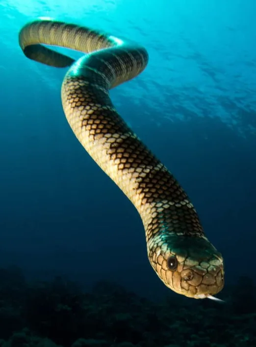 Alerta de perigo: veneno de cobra marinha intriga ciência e pode matar na hora